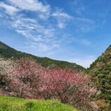 仁淀川に春到来 | 桜と花桃 満開！引地橋と仁淀ブルー