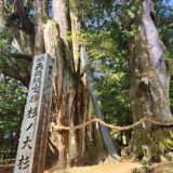 スターが願掛けした神社巡り！大豊の大杉 | 天然記念物