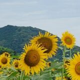太陽に向かう「ひまわり」見頃！土佐市出間の黄色いジュータン