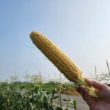 【今旬】とうもろこし！収穫を楽しむ体験ツアー | 香南市のスイートコーン
